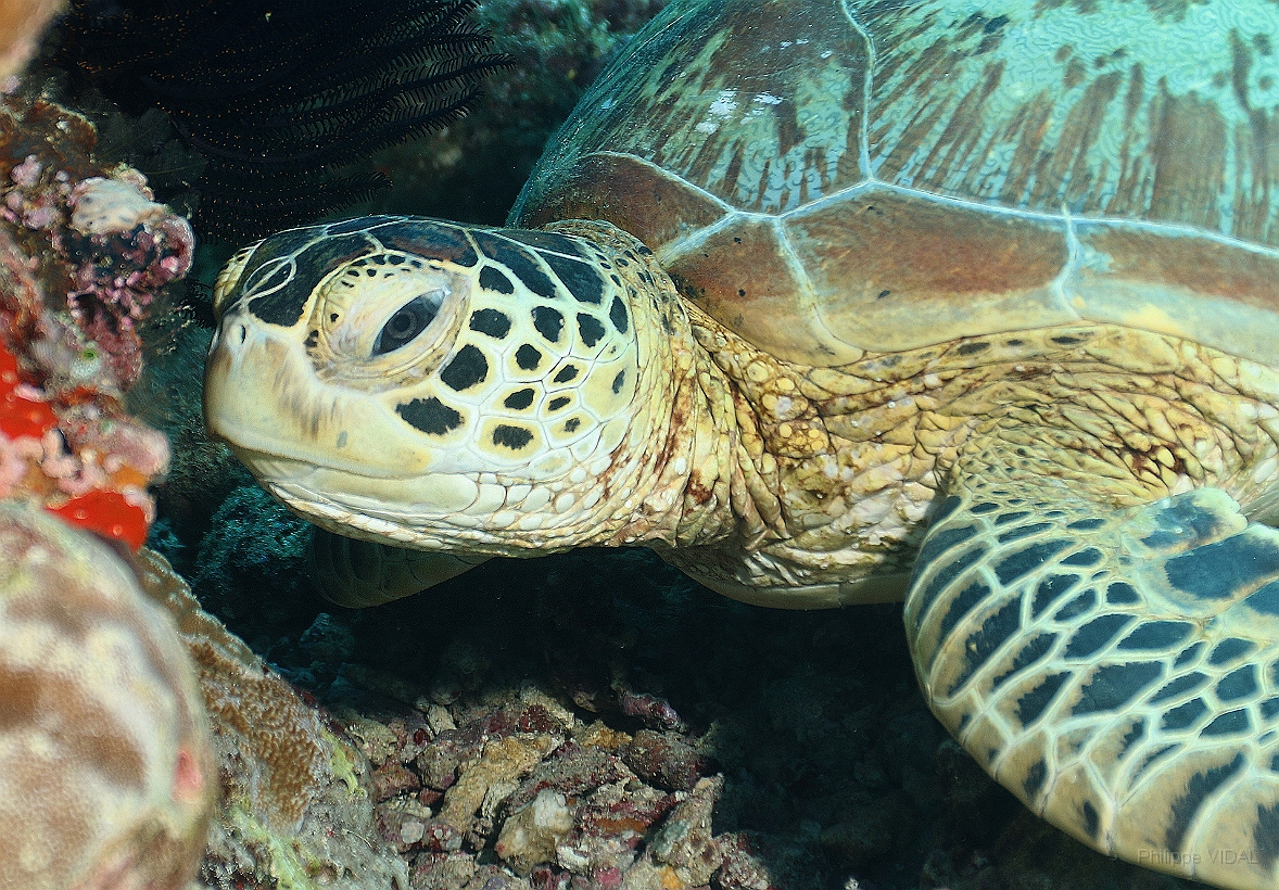 Sipadan_2015_Tortue Franche_Chelonia mydas_IMG_2087_rc.jpg